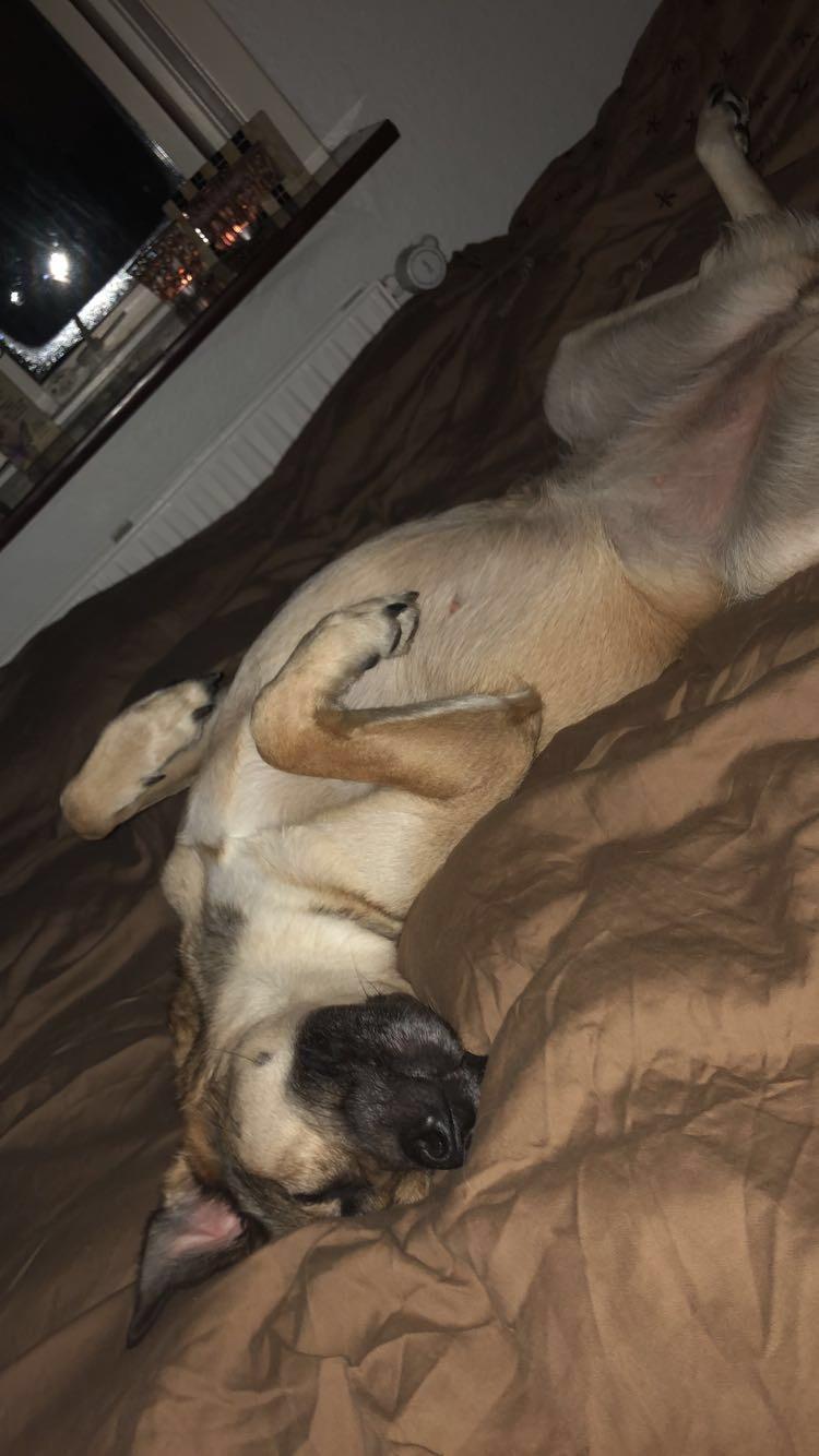 Blanding af racer Dory billede 5