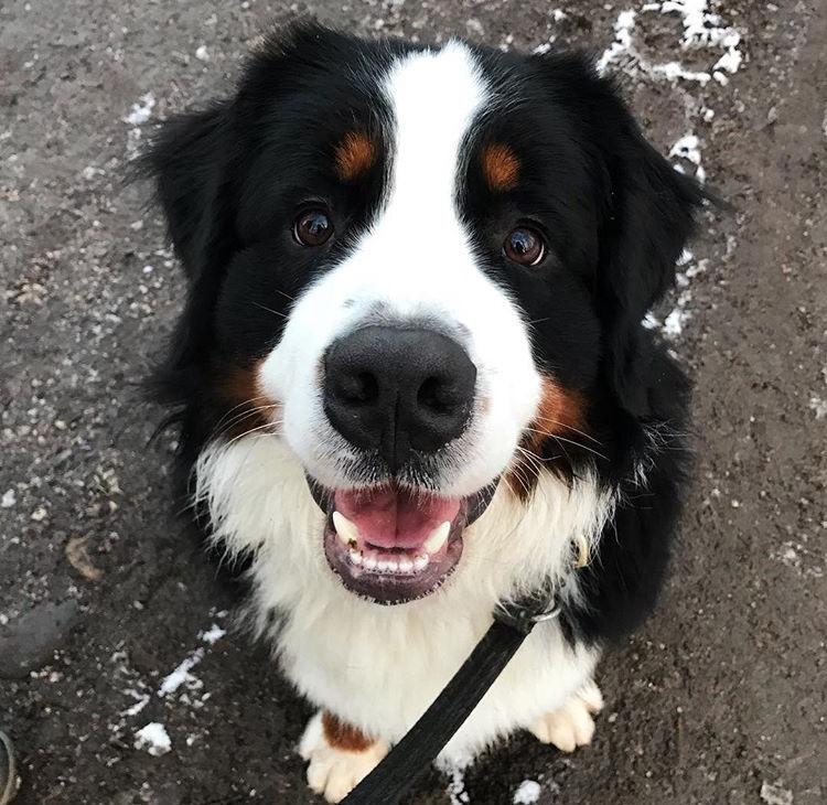 Berner sennenhund Lady Xiera's Teddy Bear (Leopold)  billede 11