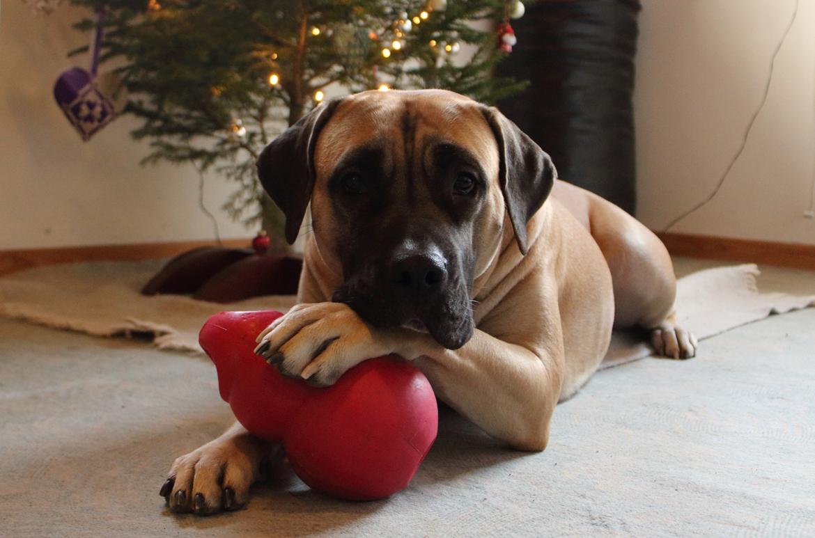 Perro de Presa Canario Crystal Fuerza Bull (Mina) - 20 mdr. gammel billede 13