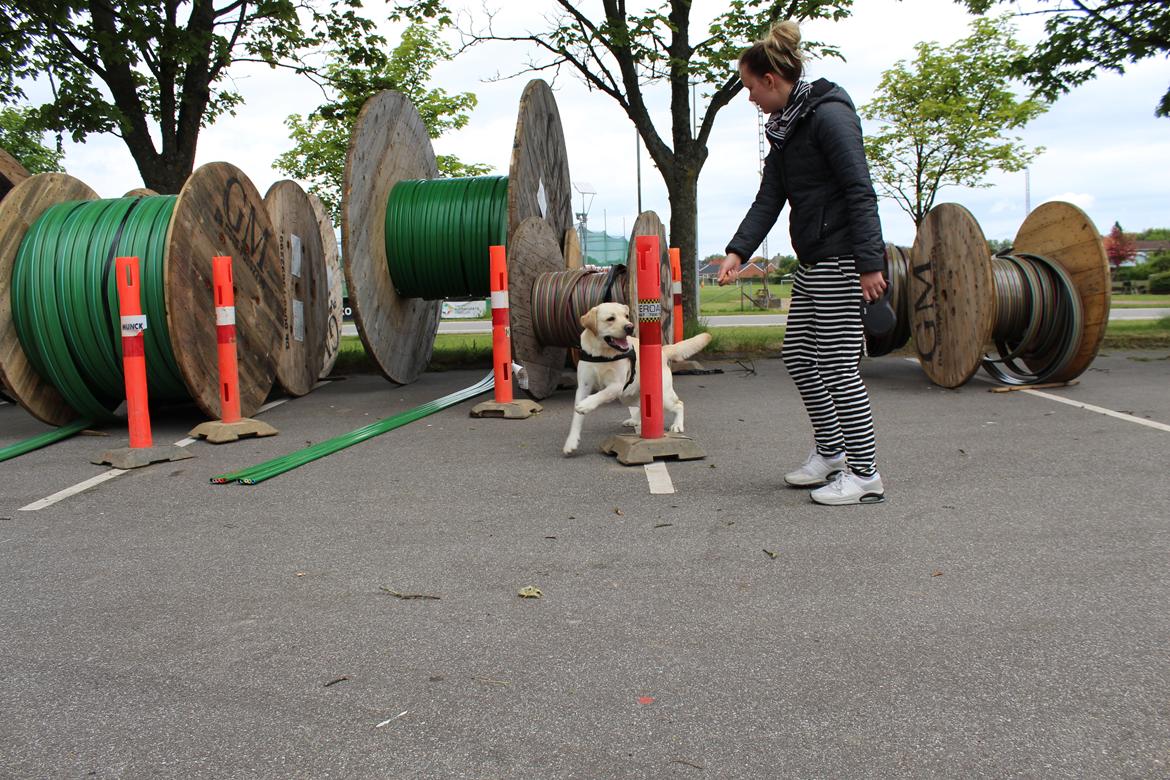 Labrador retriever Manze billede 15