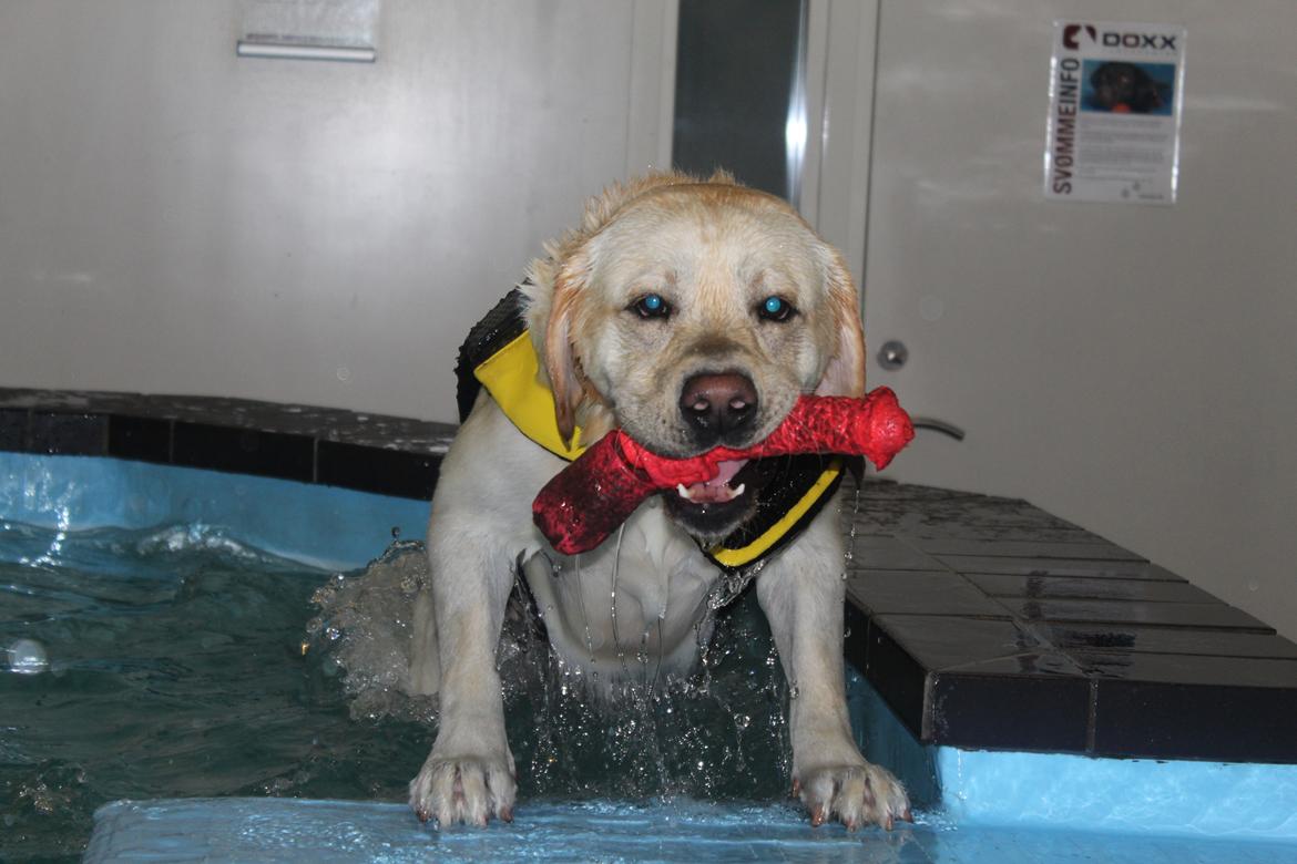 Labrador retriever Manze billede 16