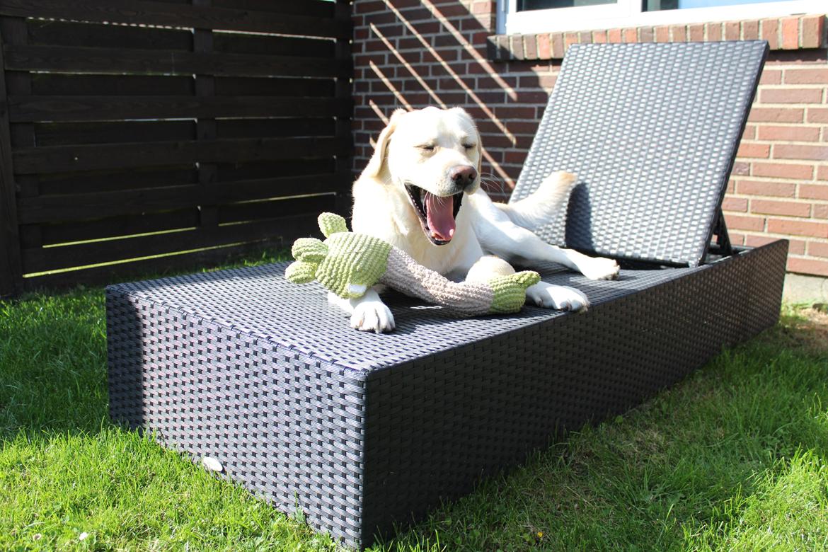 Labrador retriever Manze billede 17