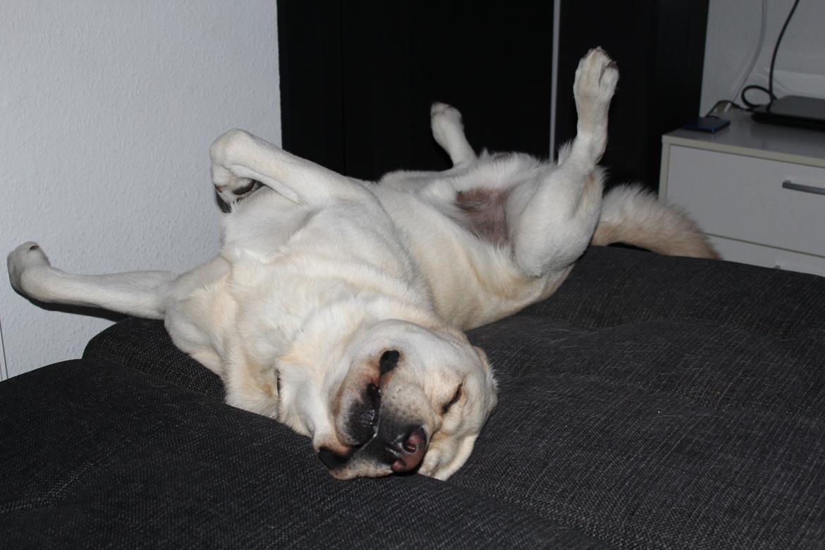 Labrador retriever Manze billede 18