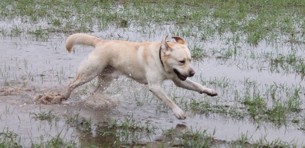 Labrador retriever Manze billede 19