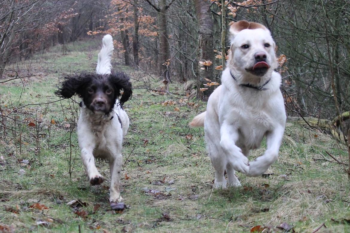 Labrador retriever Manze billede 20