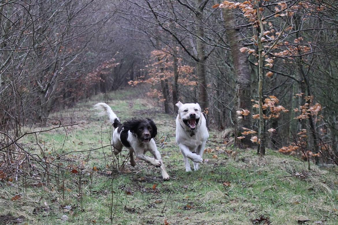 Labrador retriever Manze billede 3