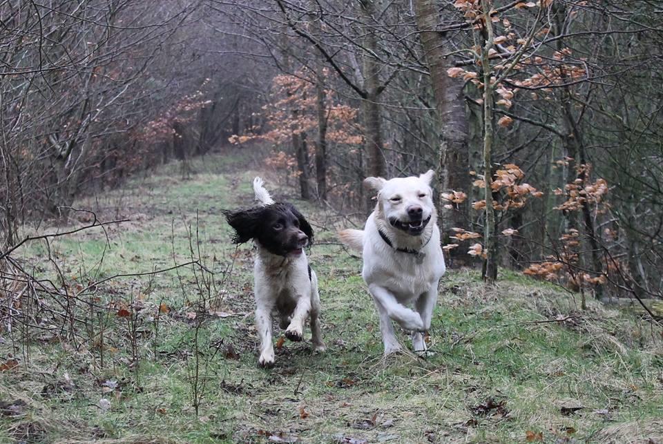 Labrador retriever Manze billede 21