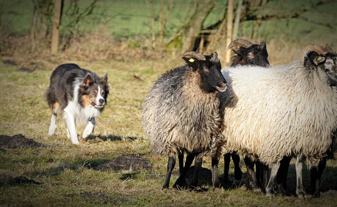 Border collie Icon billede 1