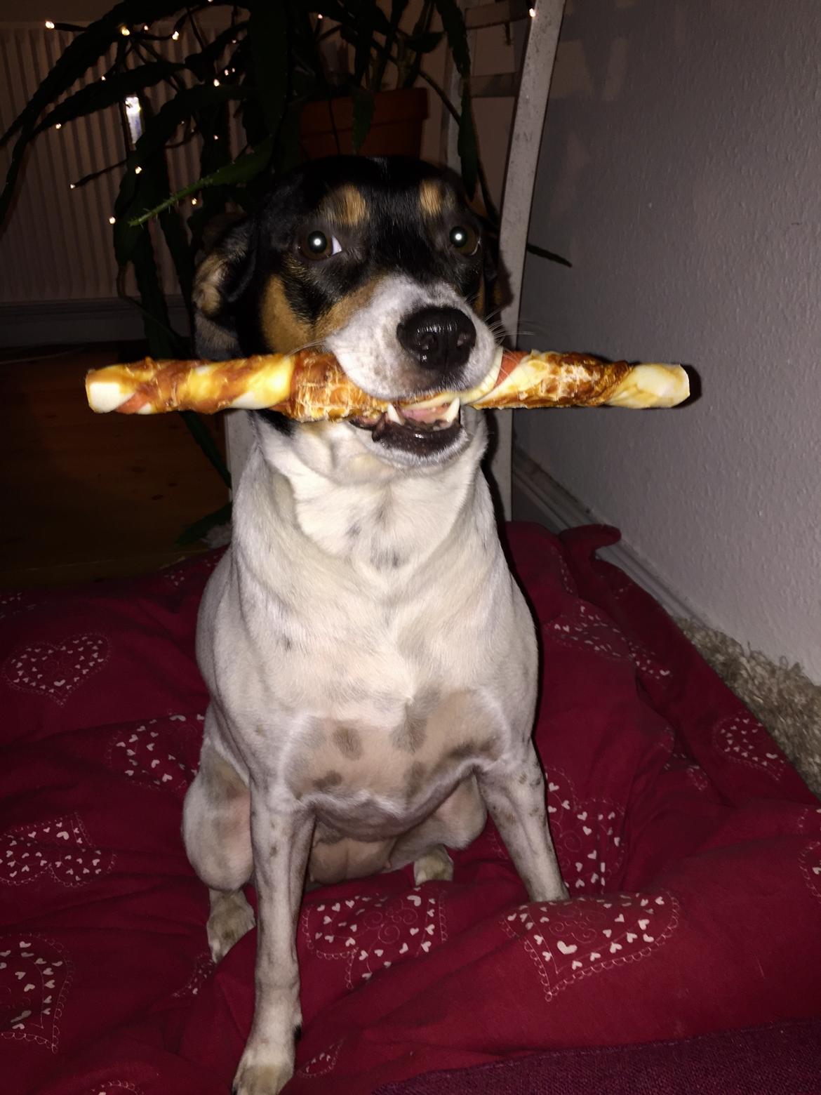 Blanding af racer Dina The Diva billede 2