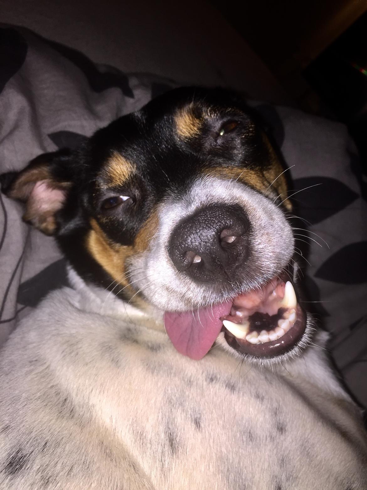 Blanding af racer Dina The Diva billede 3