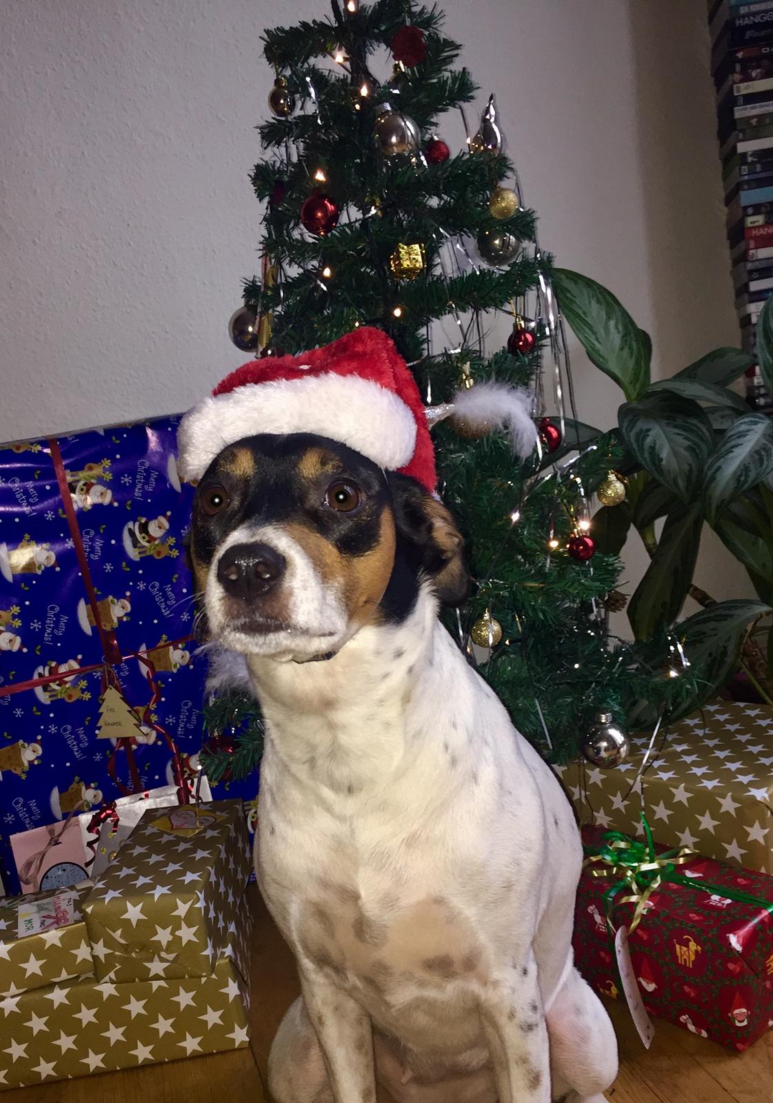 Blanding af racer Dina The Diva billede 1