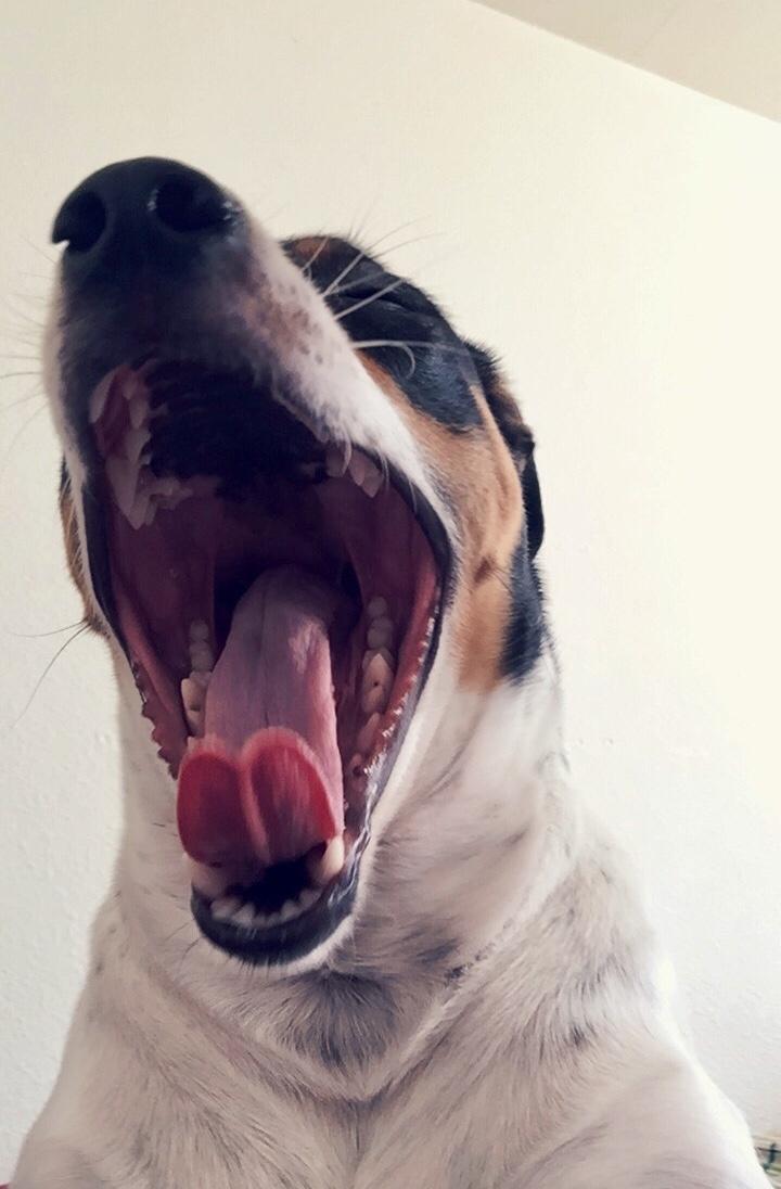 Blanding af racer Dina The Diva billede 5