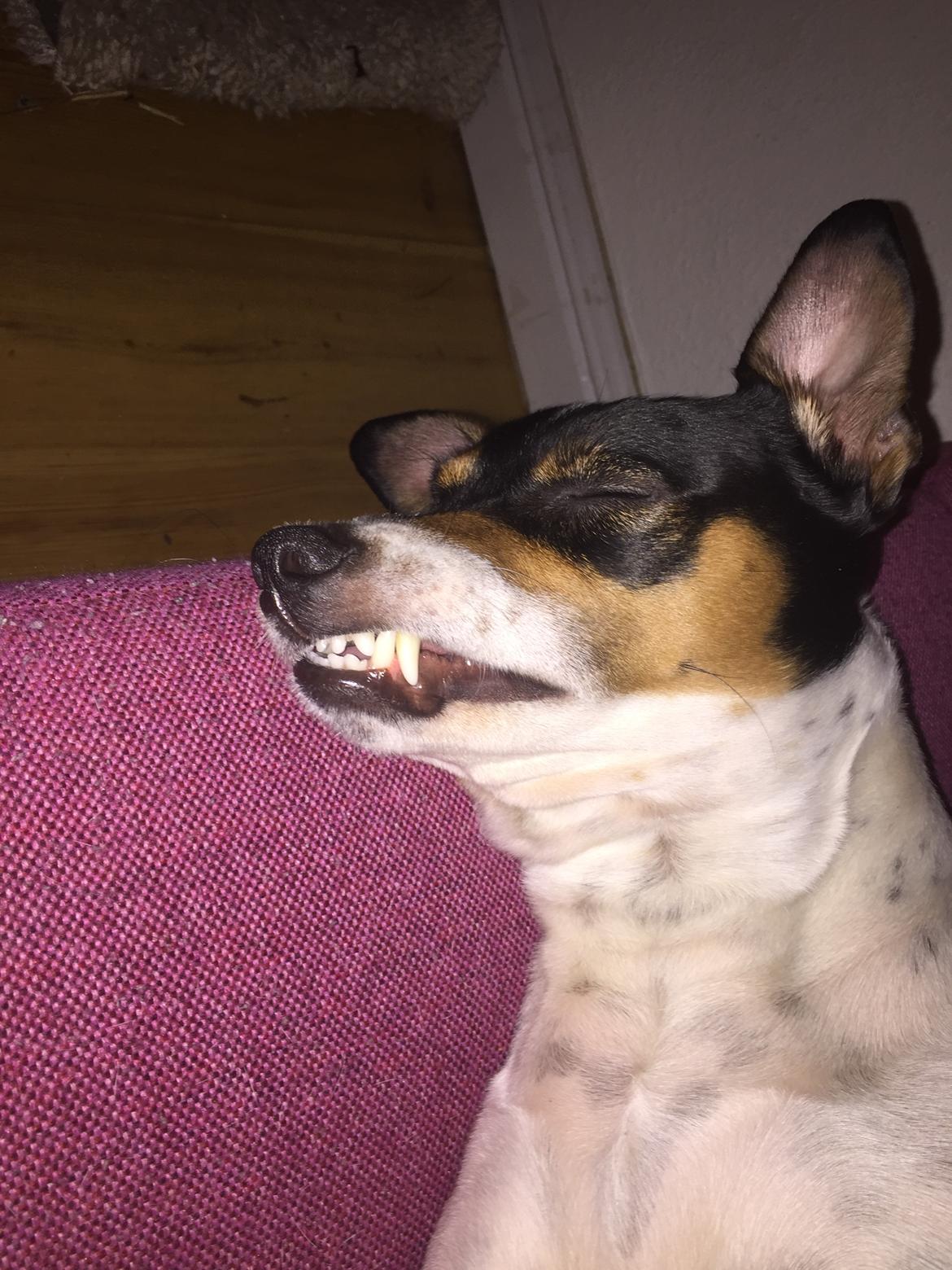 Blanding af racer Dina The Diva billede 4