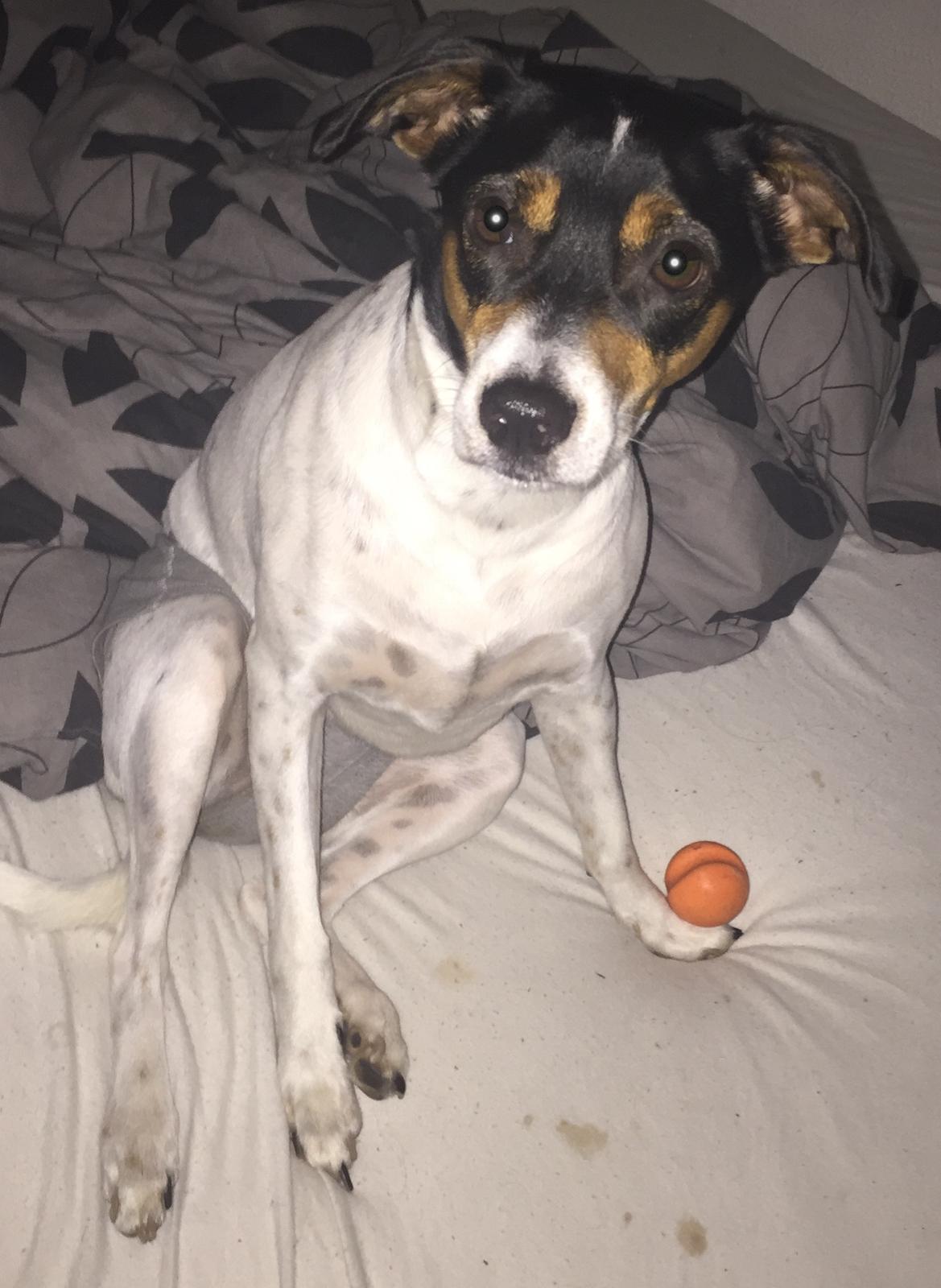 Blanding af racer Dina The Diva billede 6