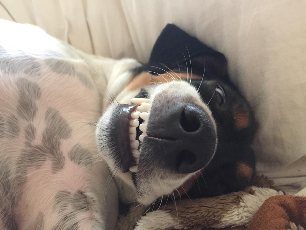 Blanding af racer Dina The Diva billede 8