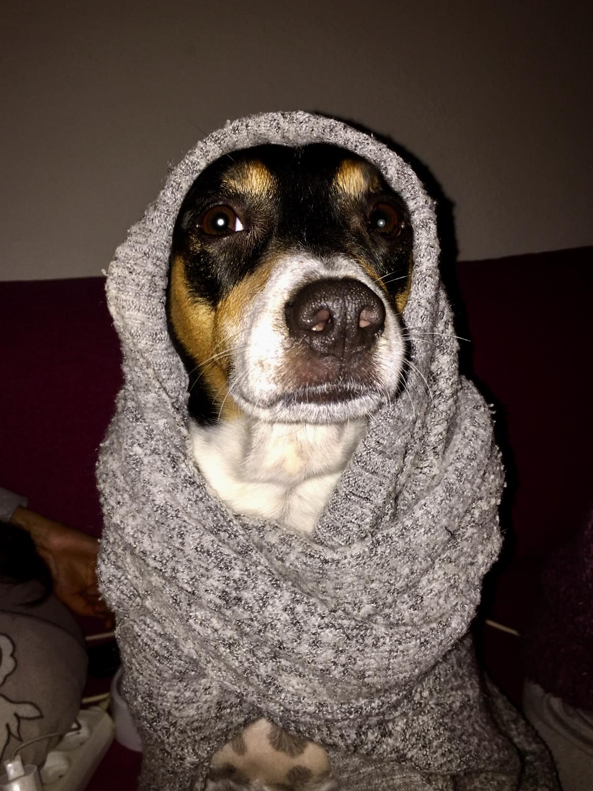 Blanding af racer Dina The Diva billede 7