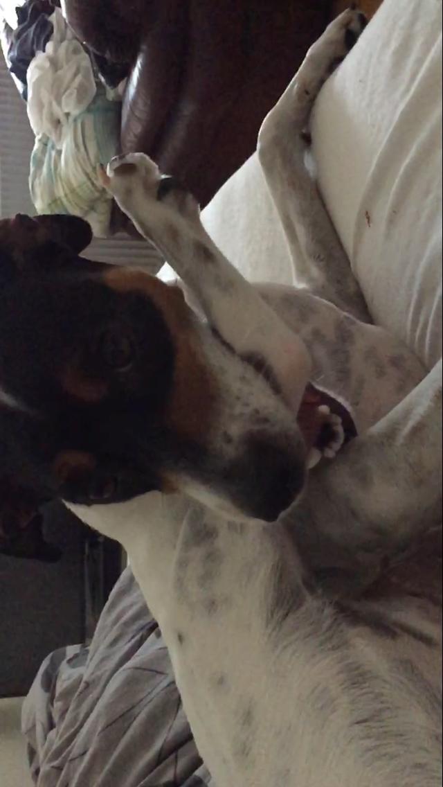 Blanding af racer Dina The Diva billede 9