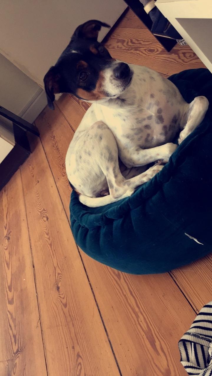 Blanding af racer Dina The Diva billede 13