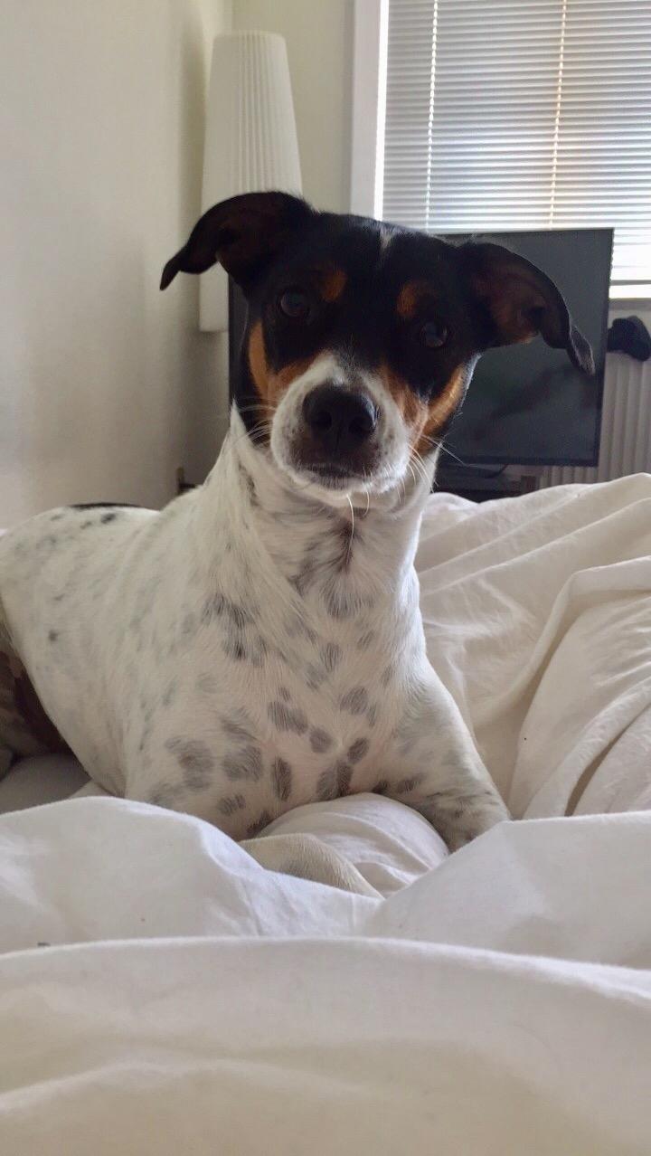 Blanding af racer Dina The Diva billede 14