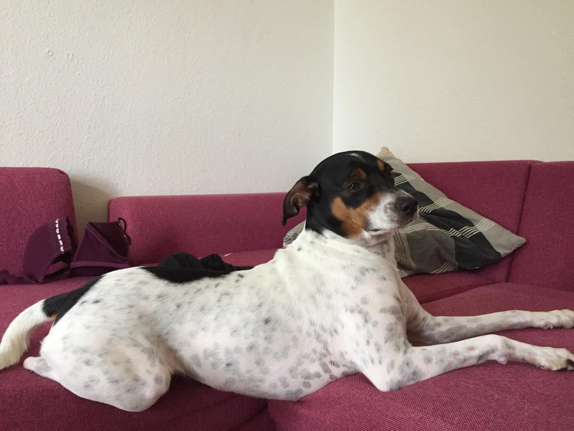 Blanding af racer Dina The Diva billede 12