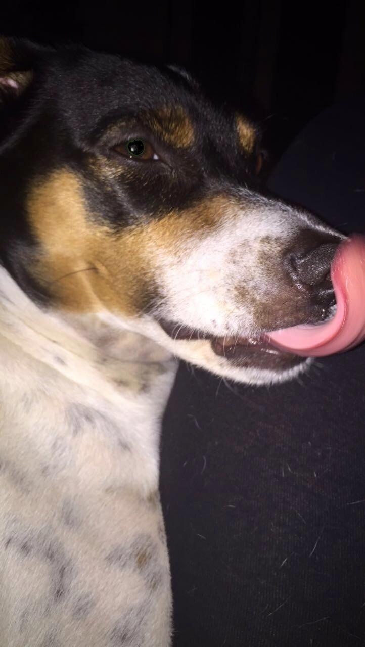 Blanding af racer Dina The Diva billede 16