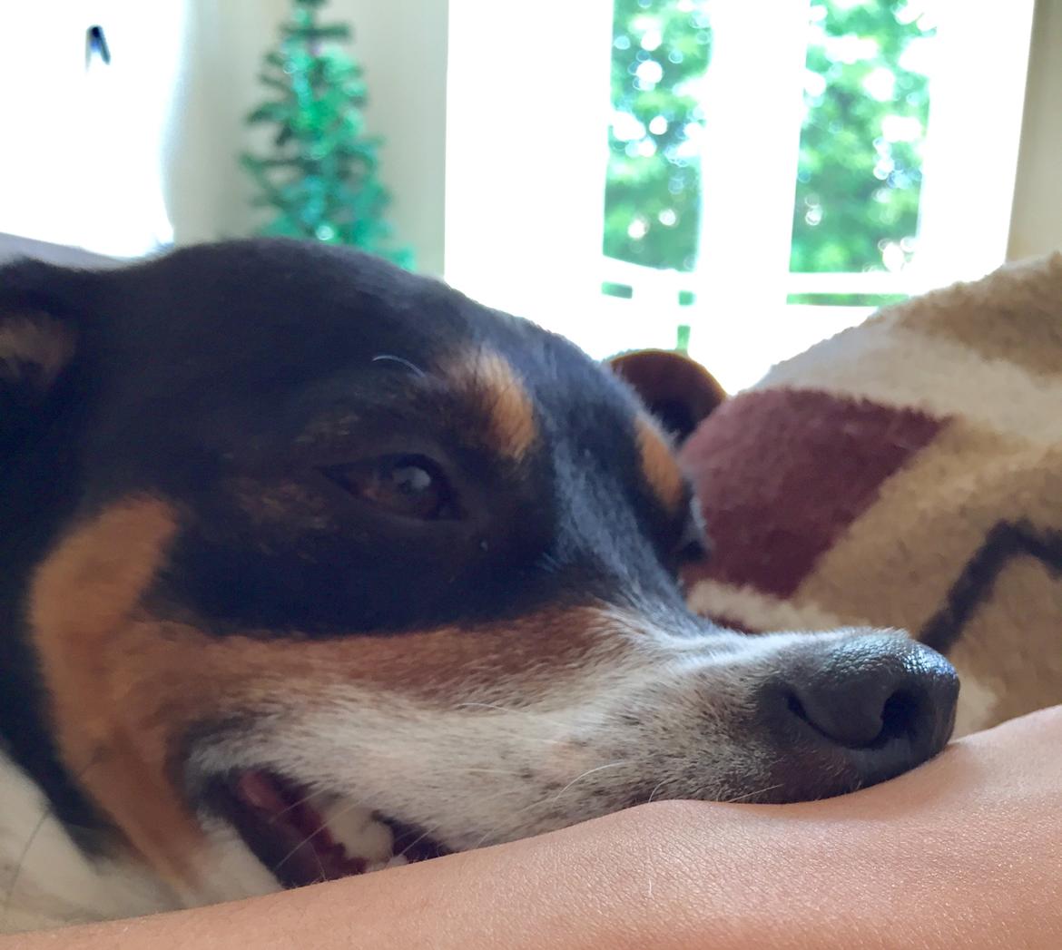 Blanding af racer Dina The Diva billede 15