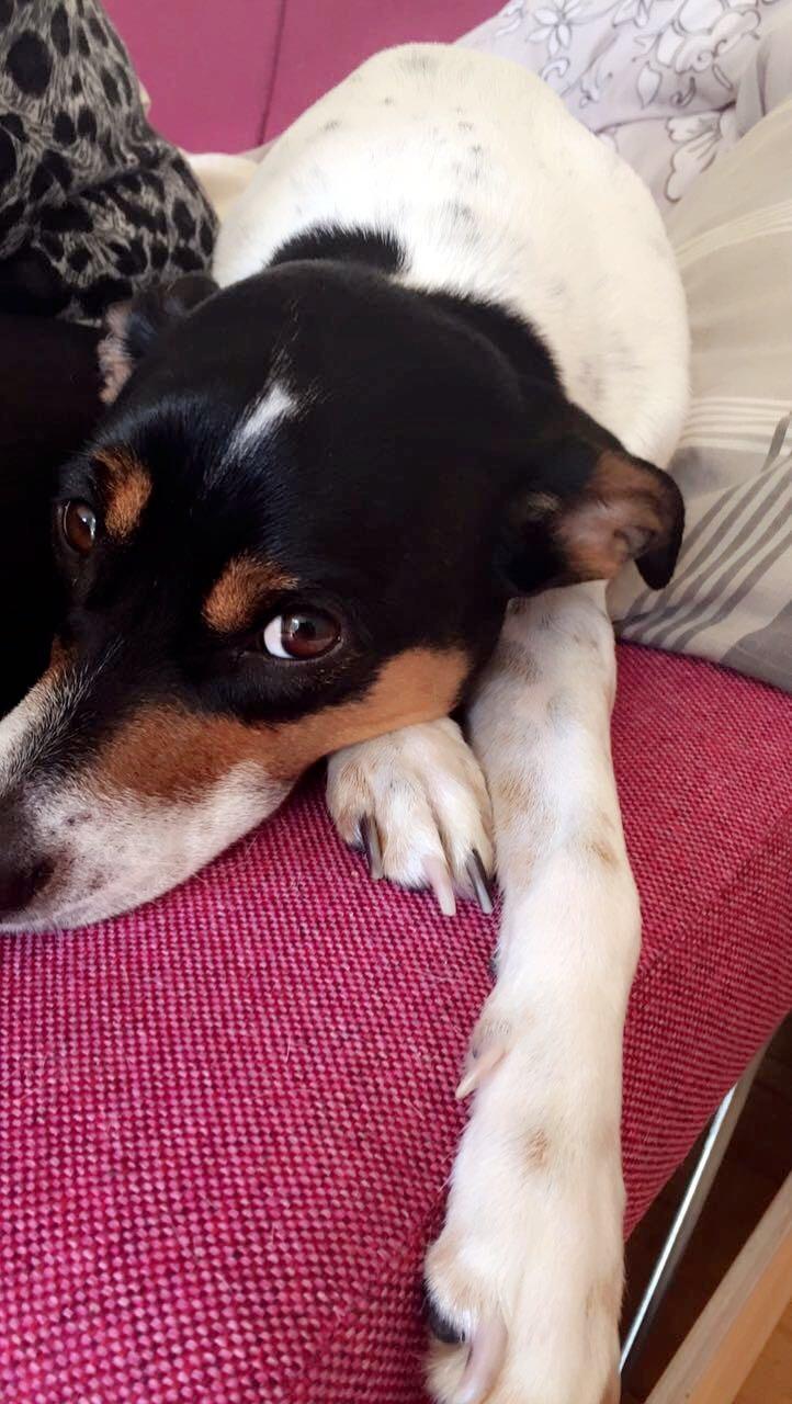 Blanding af racer Dina The Diva billede 17