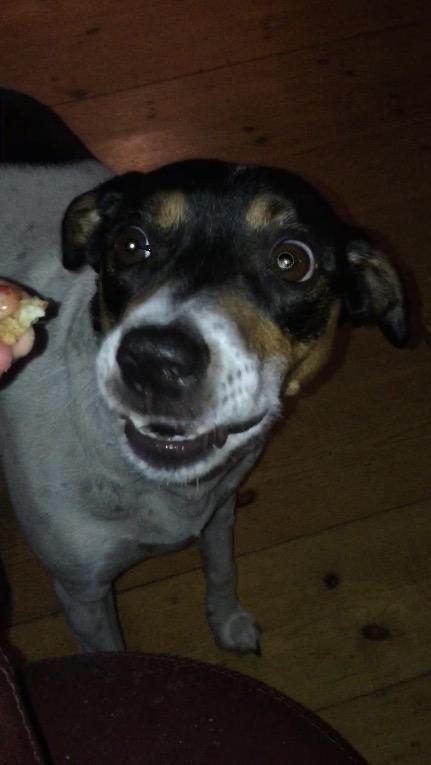 Blanding af racer Dina The Diva billede 19