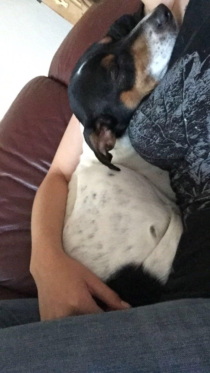 Blanding af racer Dina The Diva billede 18