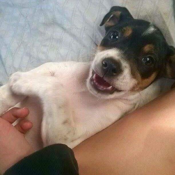 Blanding af racer Dina The Diva billede 21