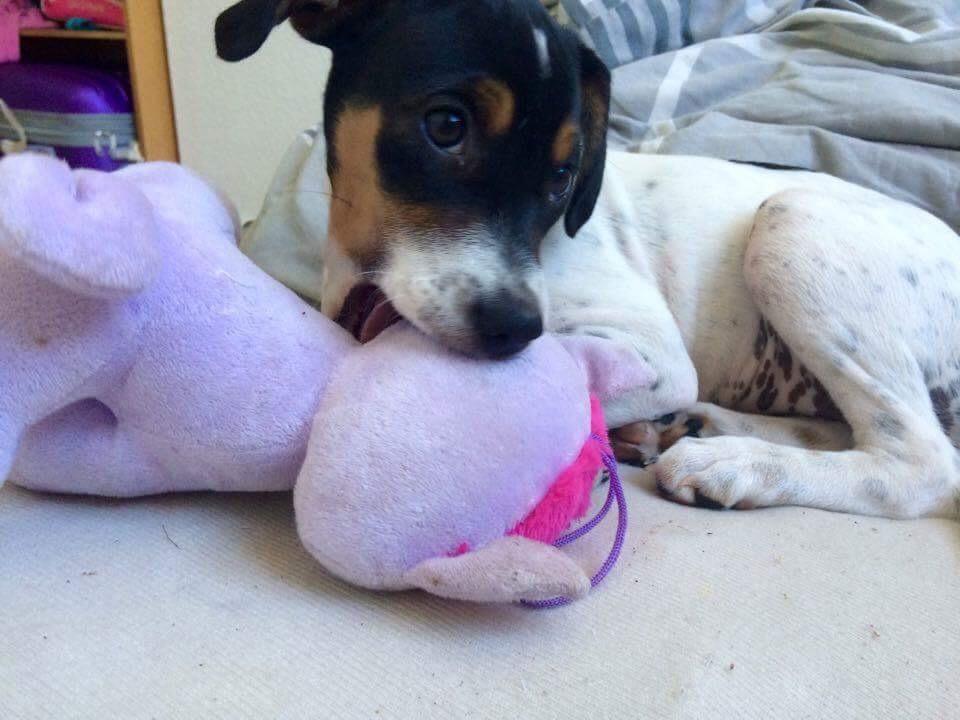 Blanding af racer Dina The Diva billede 22