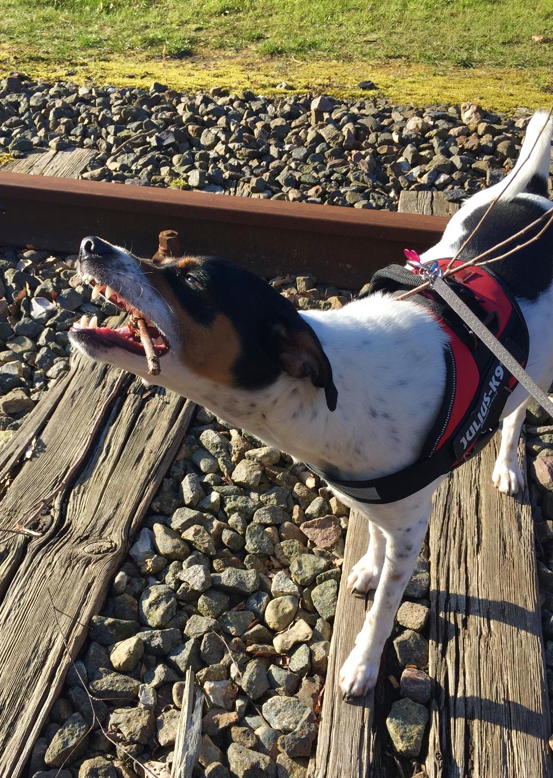 Blanding af racer Dina The Diva billede 20