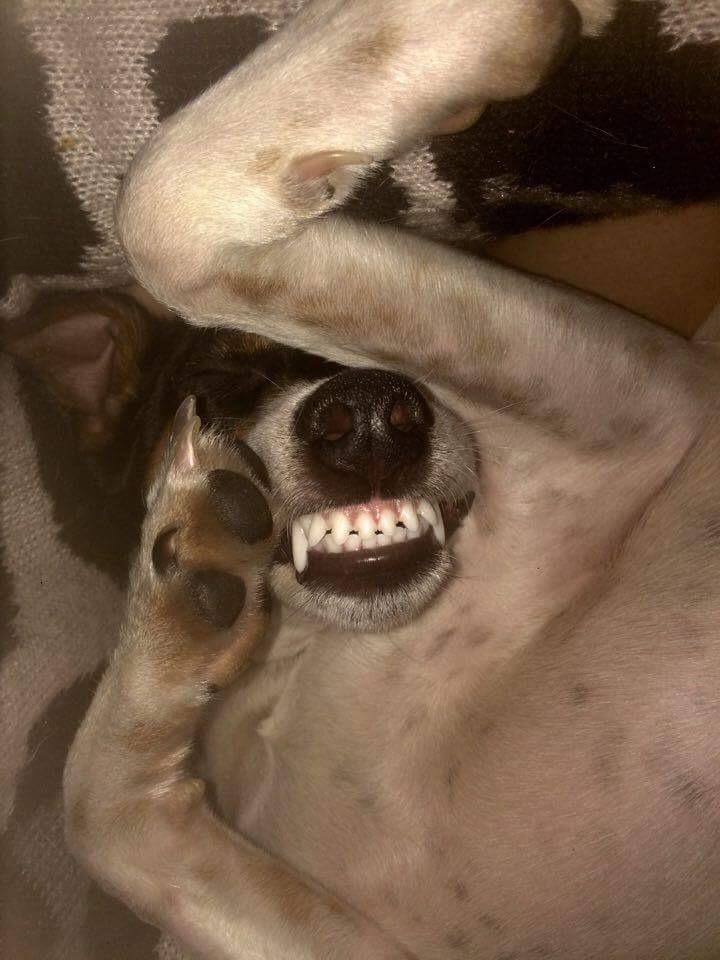 Blanding af racer Dina The Diva billede 24