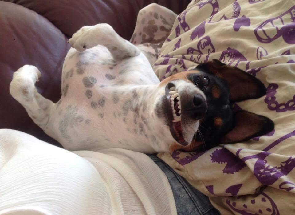 Blanding af racer Dina The Diva billede 25