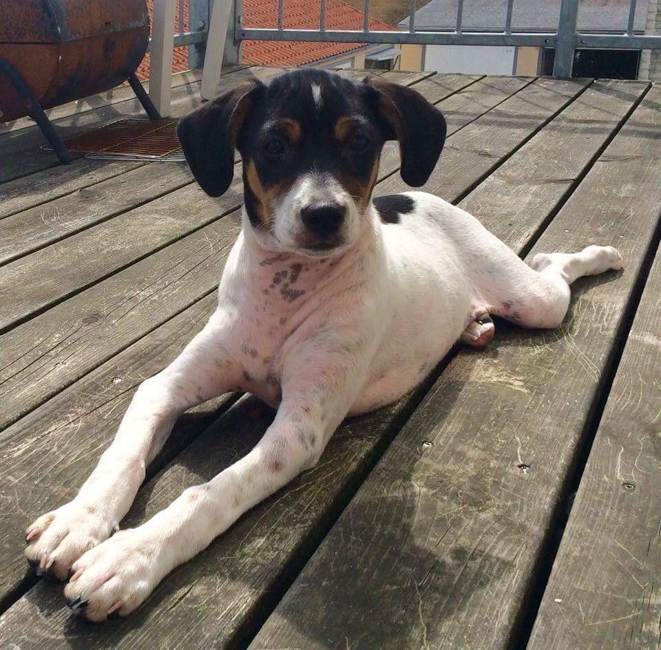 Blanding af racer Dina The Diva billede 23