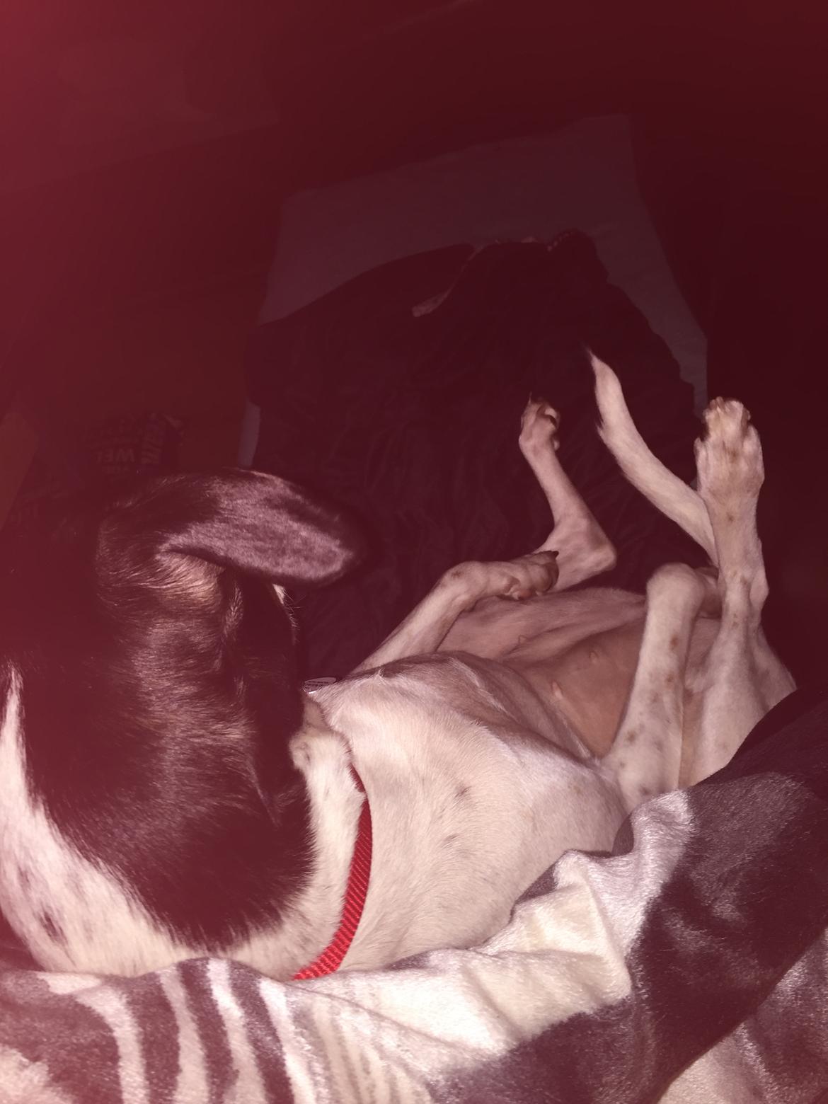 Blanding af racer Dina The Diva billede 27