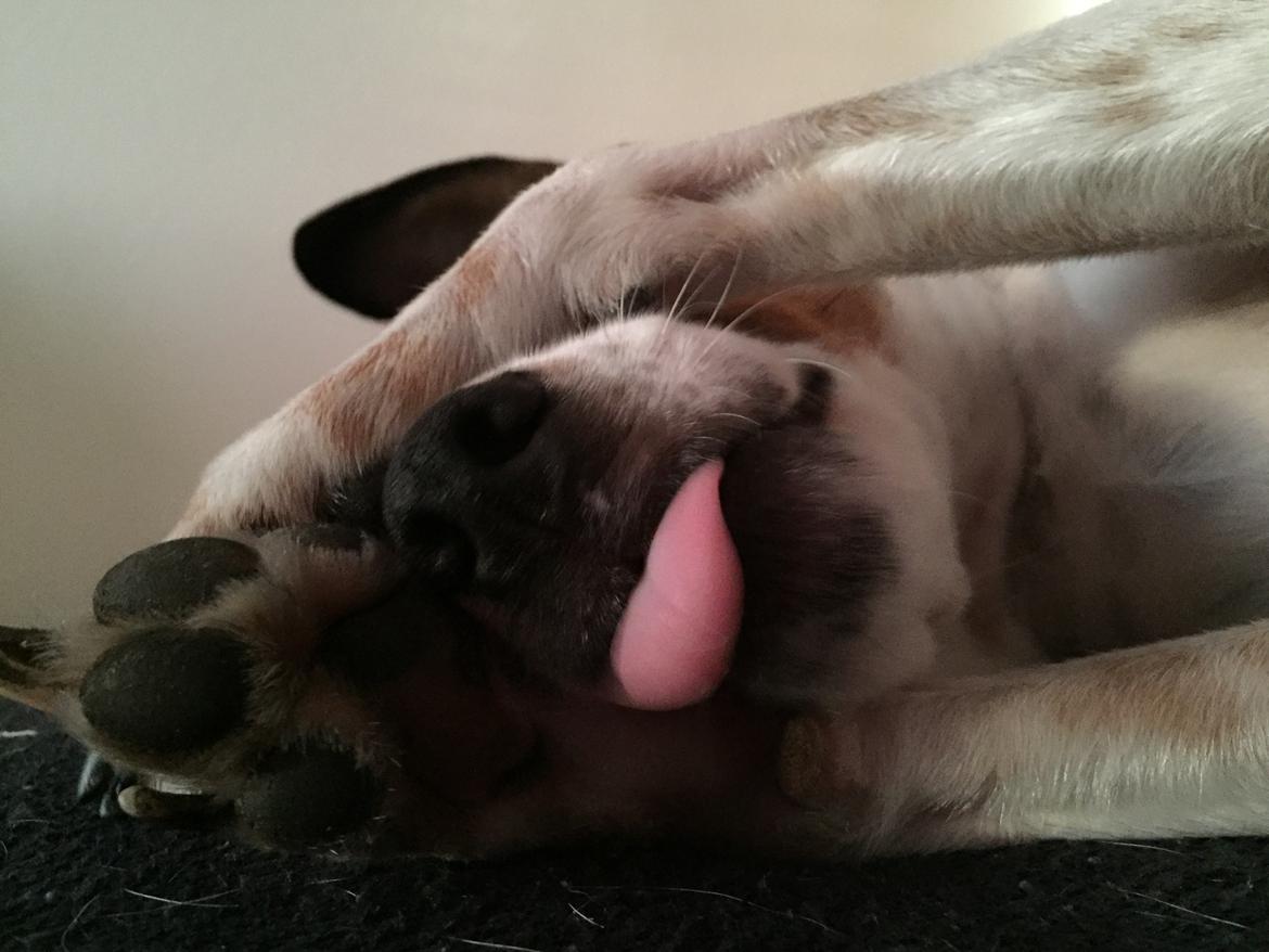 Blanding af racer Dina The Diva billede 28