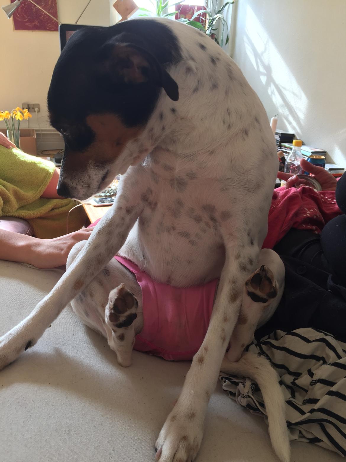 Blanding af racer Dina The Diva billede 26