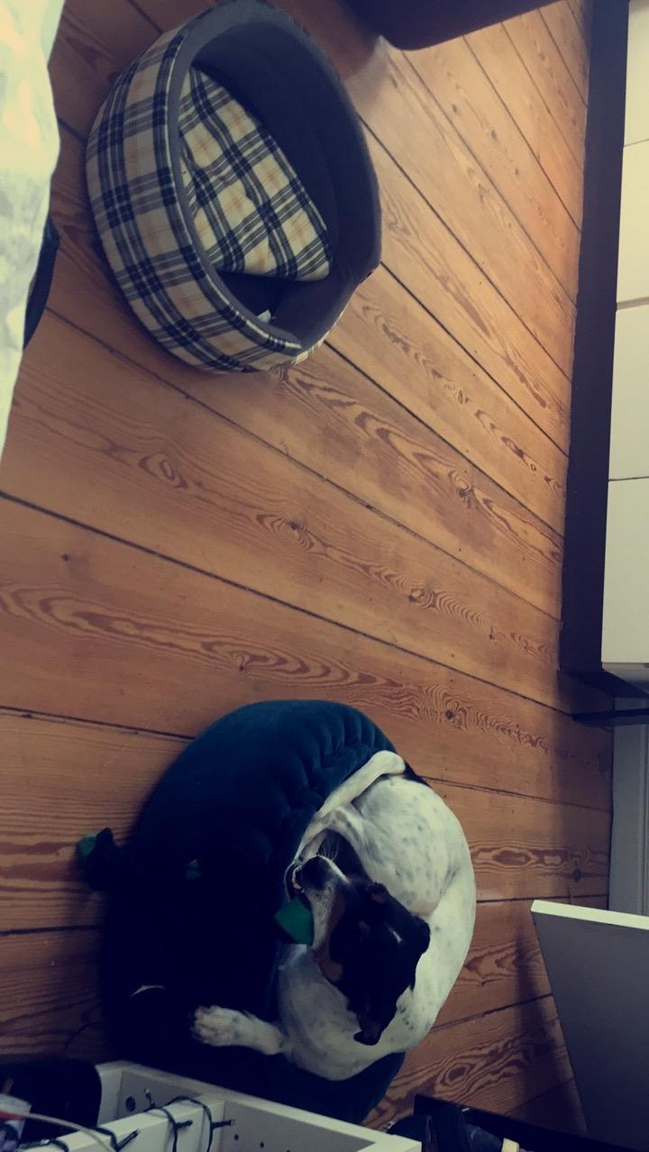 Blanding af racer Dina The Diva billede 30