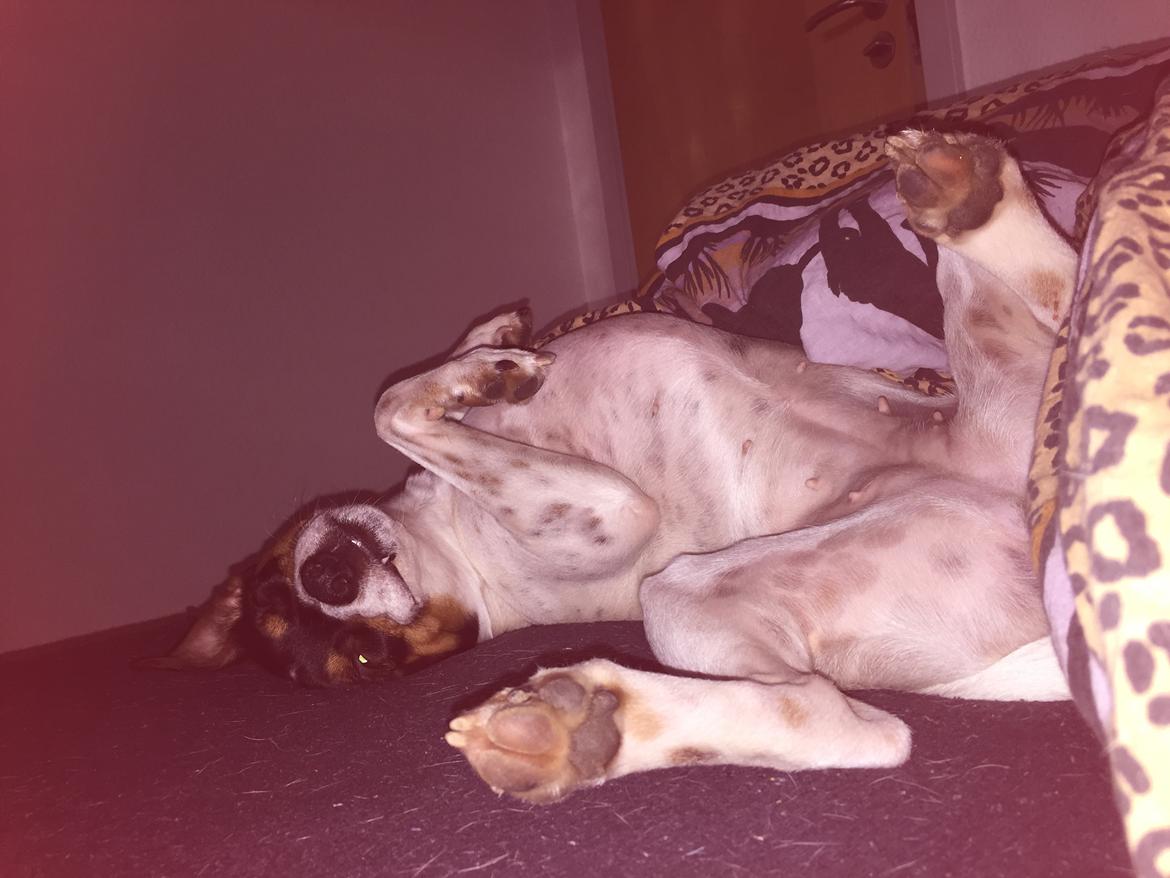 Blanding af racer Dina The Diva billede 29