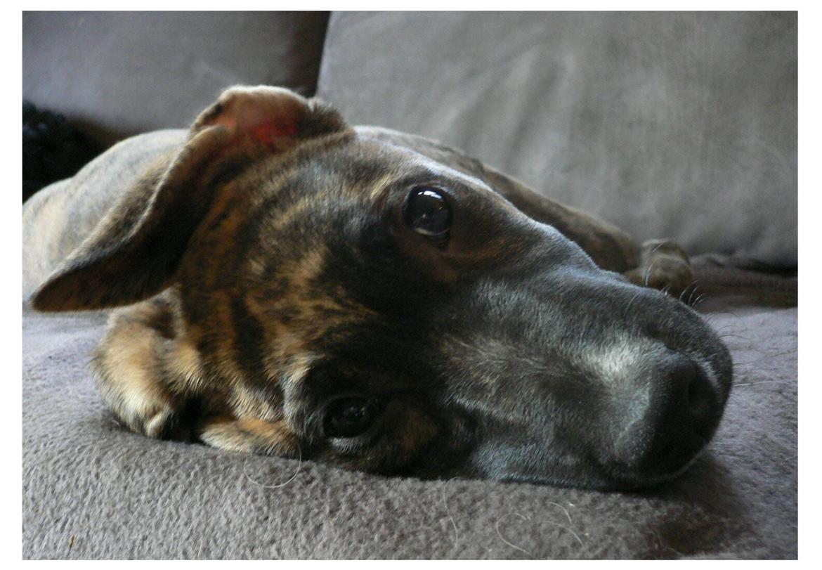 Blanding af racer Sitter billede 3