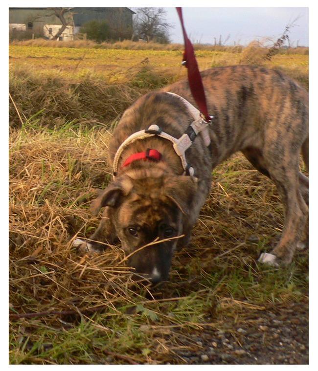 Blanding af racer Sitter billede 4