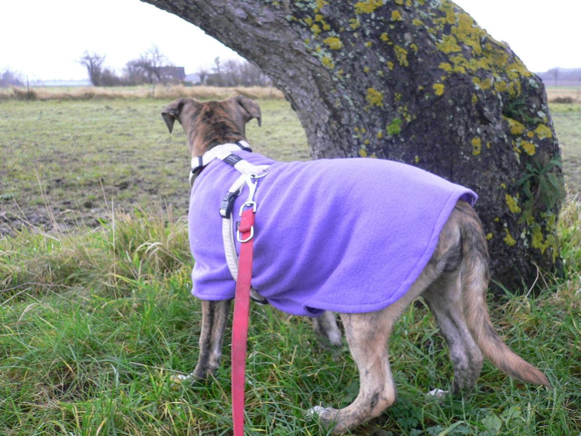 Blanding af racer Sitter billede 5