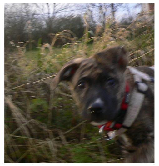 Blanding af racer Sitter billede 7