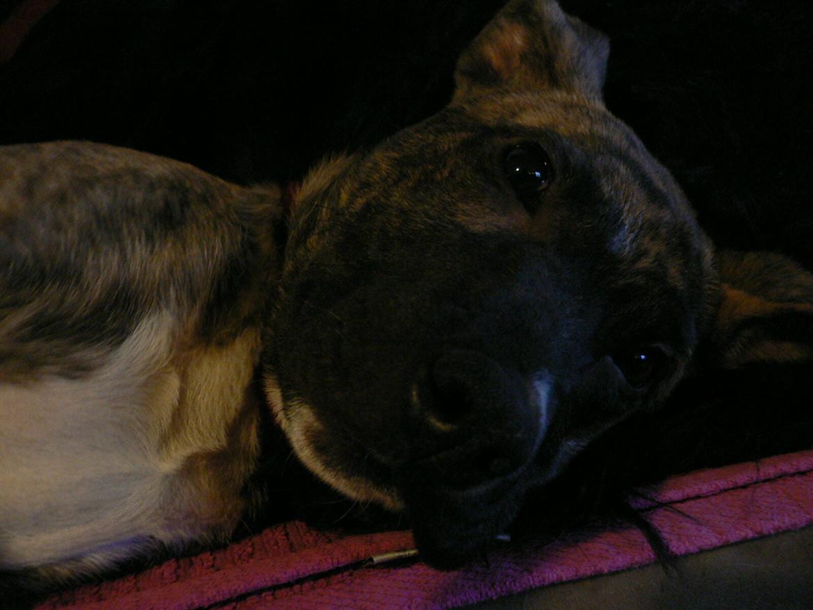 Blanding af racer Sitter billede 8