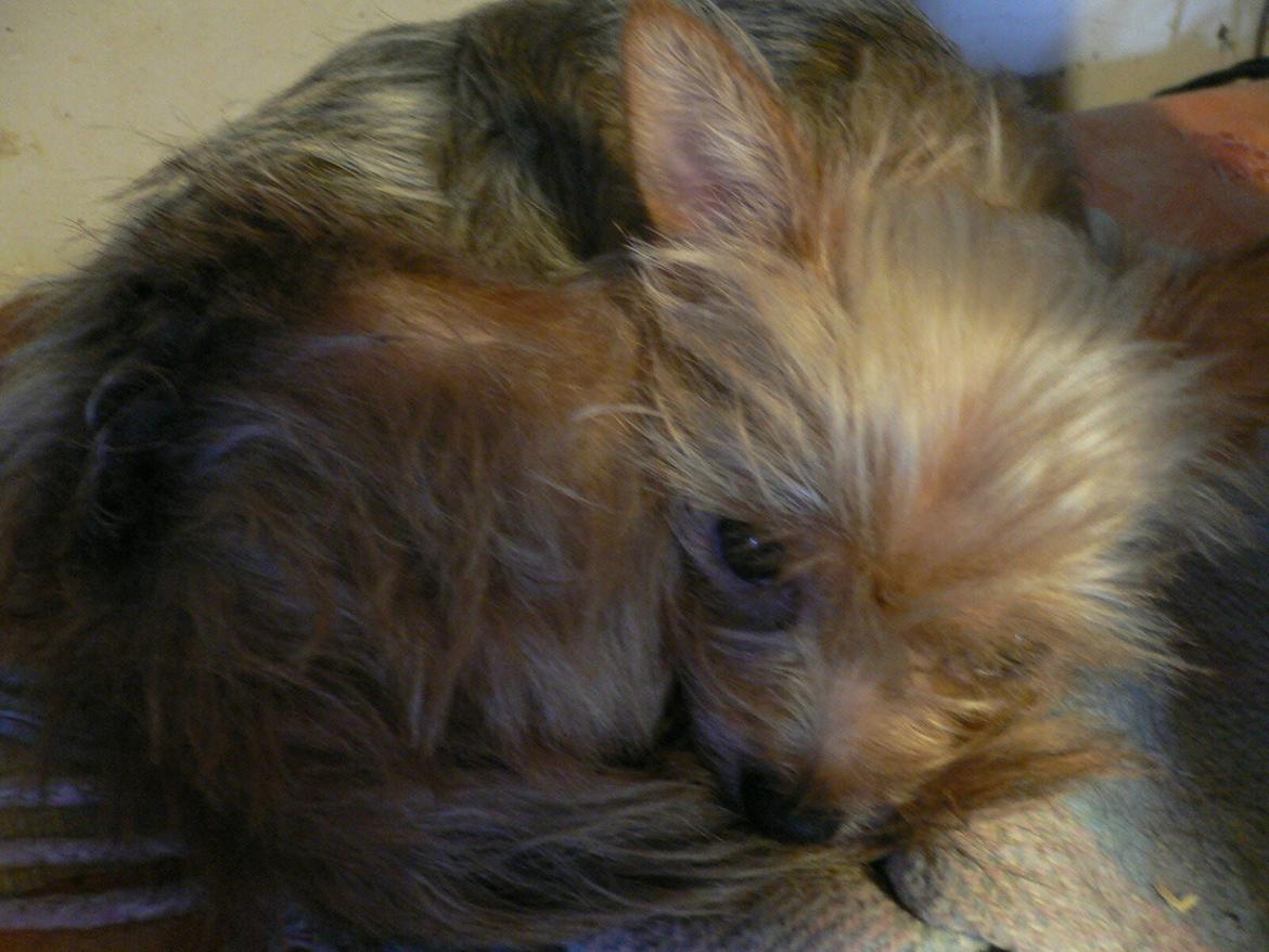 Blanding af racer Susy billede 10