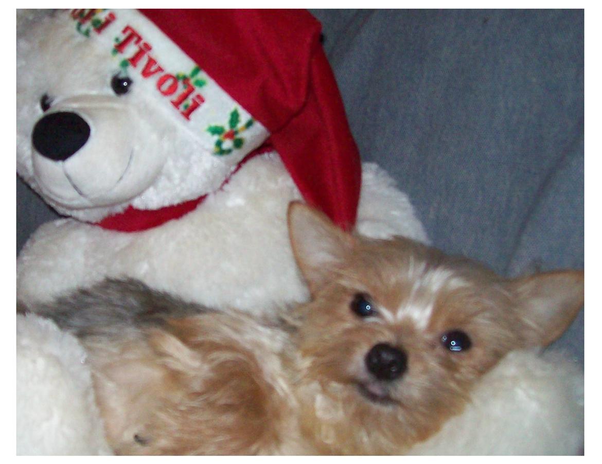 Blanding af racer Susy billede 11