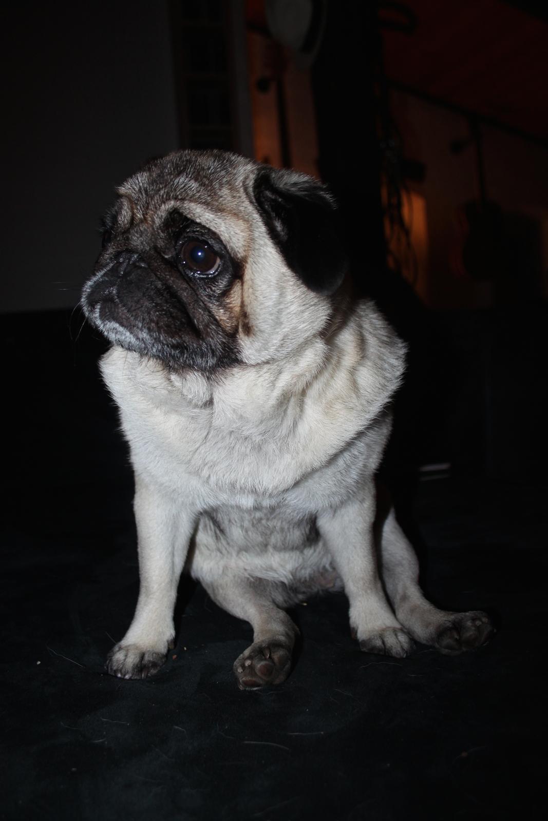 Mops Adeltands Soya *Berta* billede 3