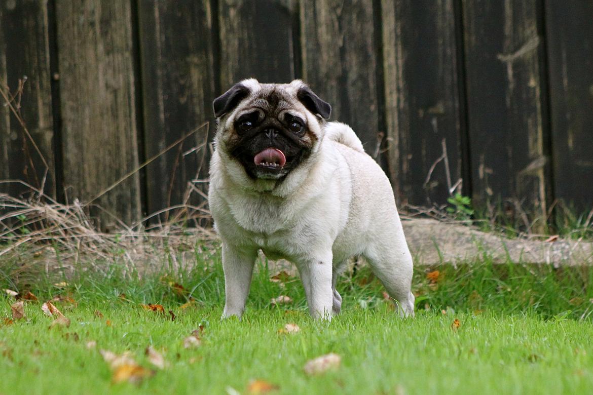 Mops Adeltands Soya *Berta* billede 4