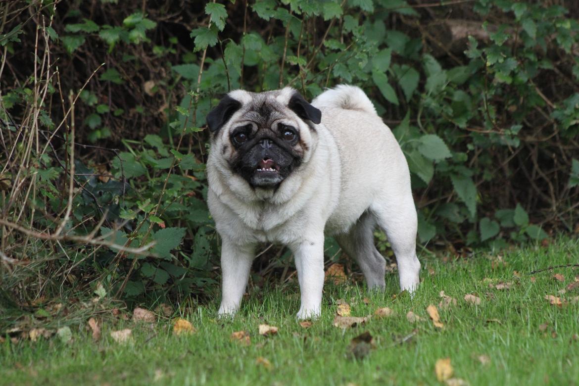 Mops Adeltands Soya *Berta* billede 6